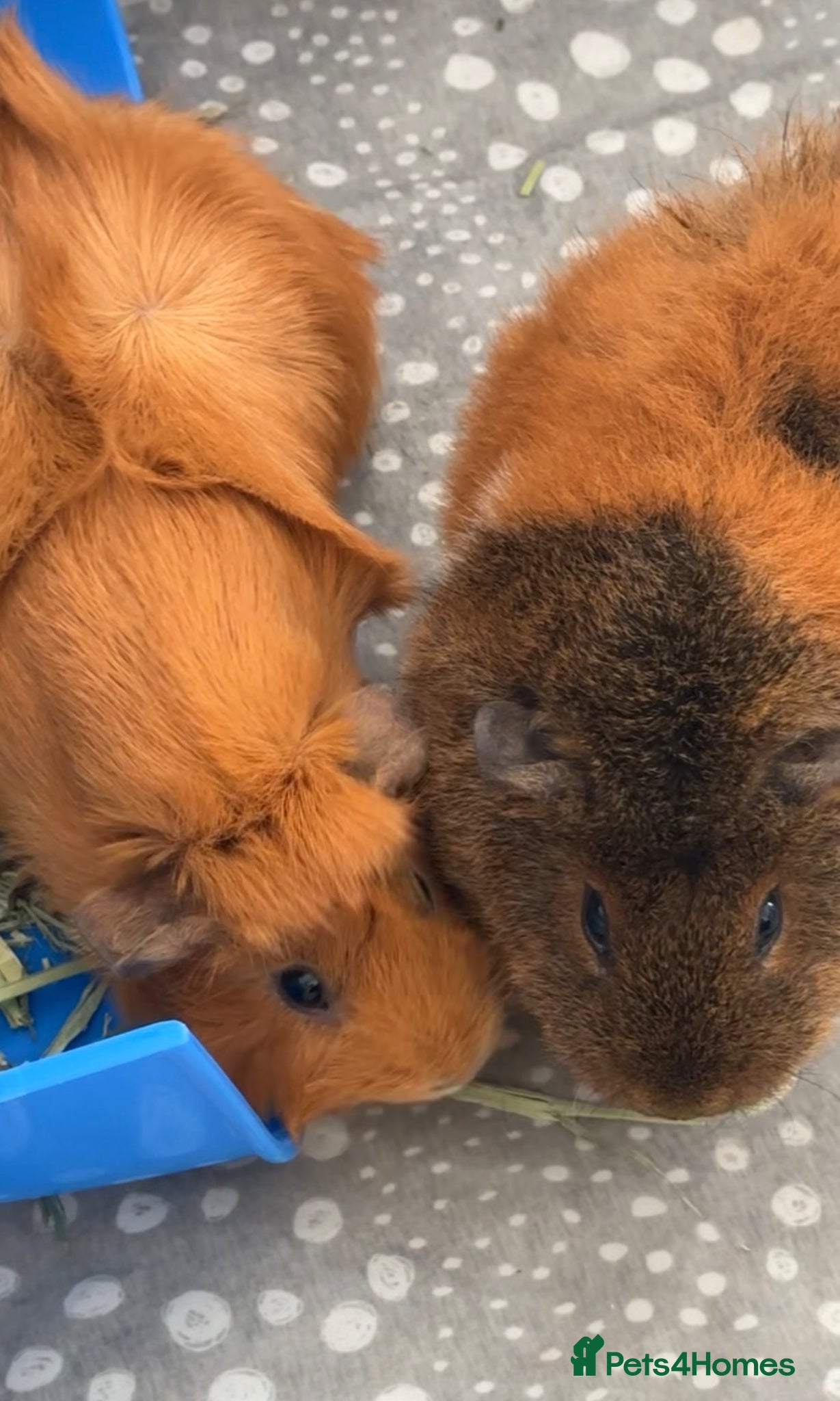 Guinea Pig rodents 2 bonded sows with cage, food, accessories £180 - Advert 3