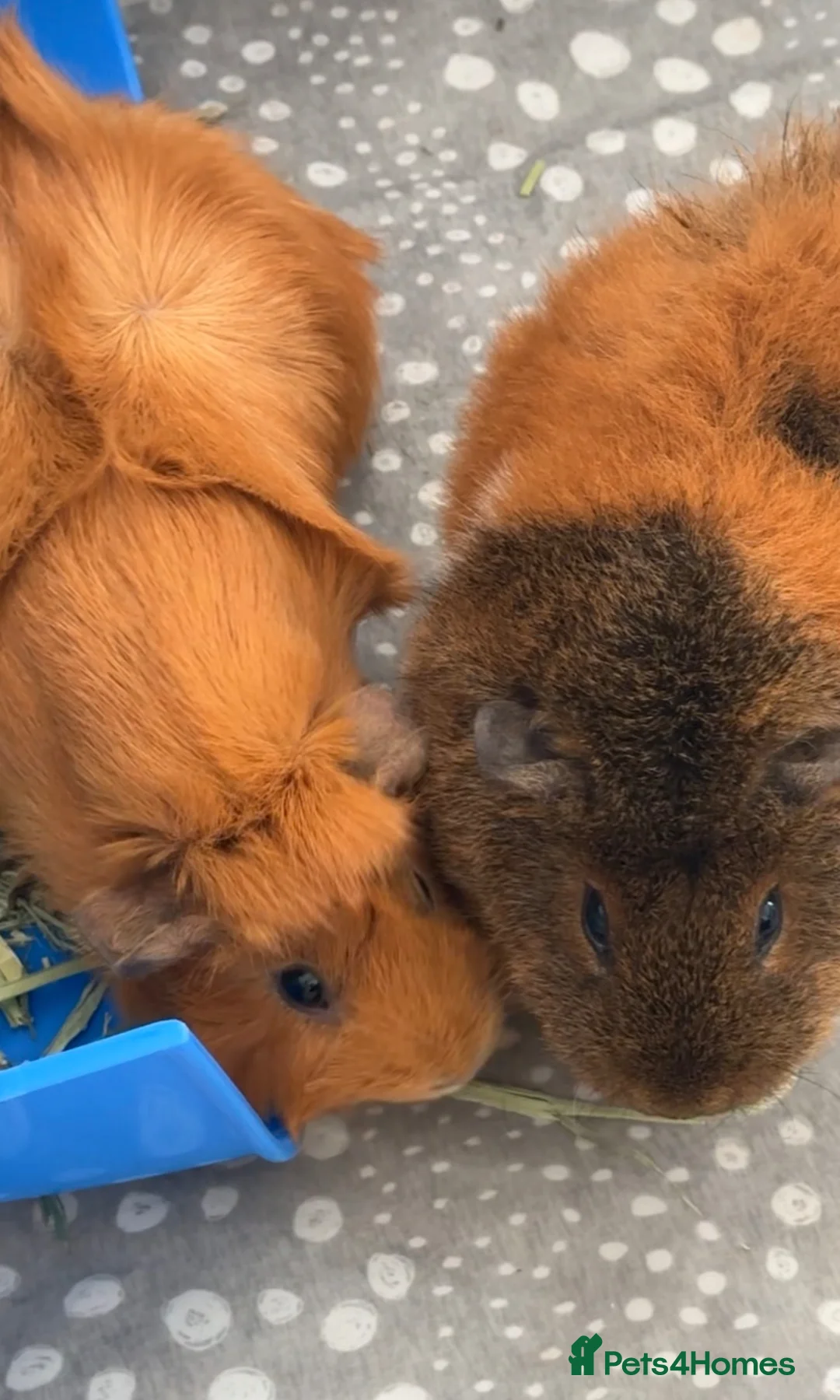 Guinea Pig rodents for sale: cage, food, accessories - Advert 1