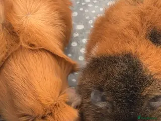 Guinea Pig rodents 2 bonded sows with cage, food, accessories £180 - Advert 3
