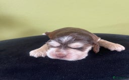 Cocker Spaniel dogs for sale: KC Show Cockers - 1 Girl , 3 Boys remaining! - Image 35