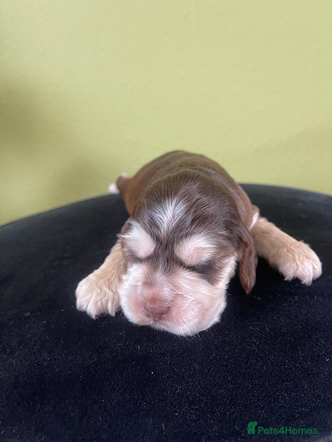 Cocker Spaniel dogs for sale: KC Show Cockers - 1 Girl , 3 Boys remaining! - Image 35
