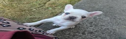 French Bulldog dogs for sale: French Bulldog Puppies, 1 Boy💙 and 2 Girls🩷🩷 - Advert 28