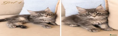 Maine Coon Kitten 4