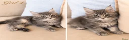 Maine Coon cats for sale:     Stunning TICA Registered Maine Coon Kittens - Advert 10