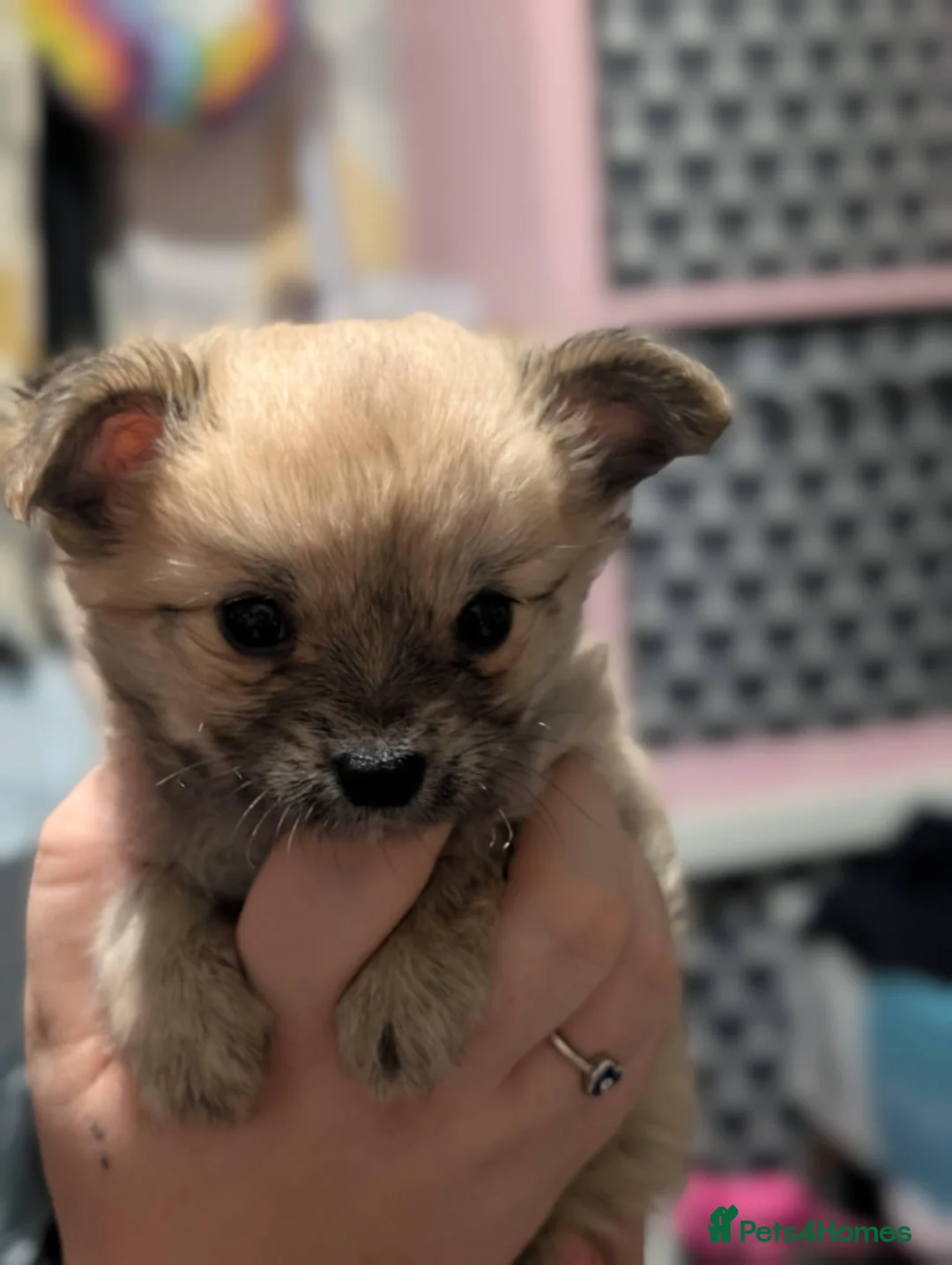 Chihuahua dogs for sale: Beautiful boy chuiuiuah - Advert 3