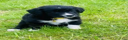 Mixed Breed dogs for sale: Lovely litter of fluffy Sprockers - Advert 13