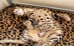 Bengal cats for sale: Beautiful bengal boy - Image 2