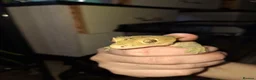 Gecko reptiles for sale: Crested gecko for sale - Advert 3