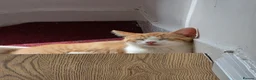 Mixed Breed cats for sale: These are exceptional kittens. - Advert 33