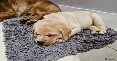 Labrador Retriever dogs Only 2 females left - Advert 11