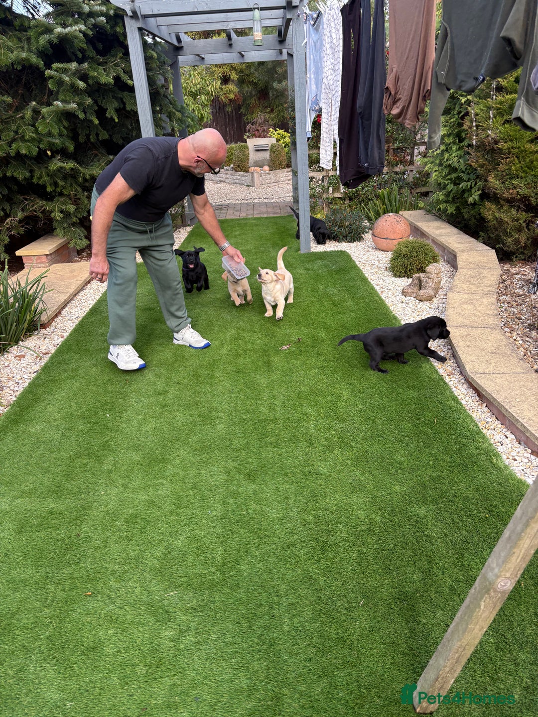 Labrador Retriever dogs for sale: Stunning kc labradors  - Image 7