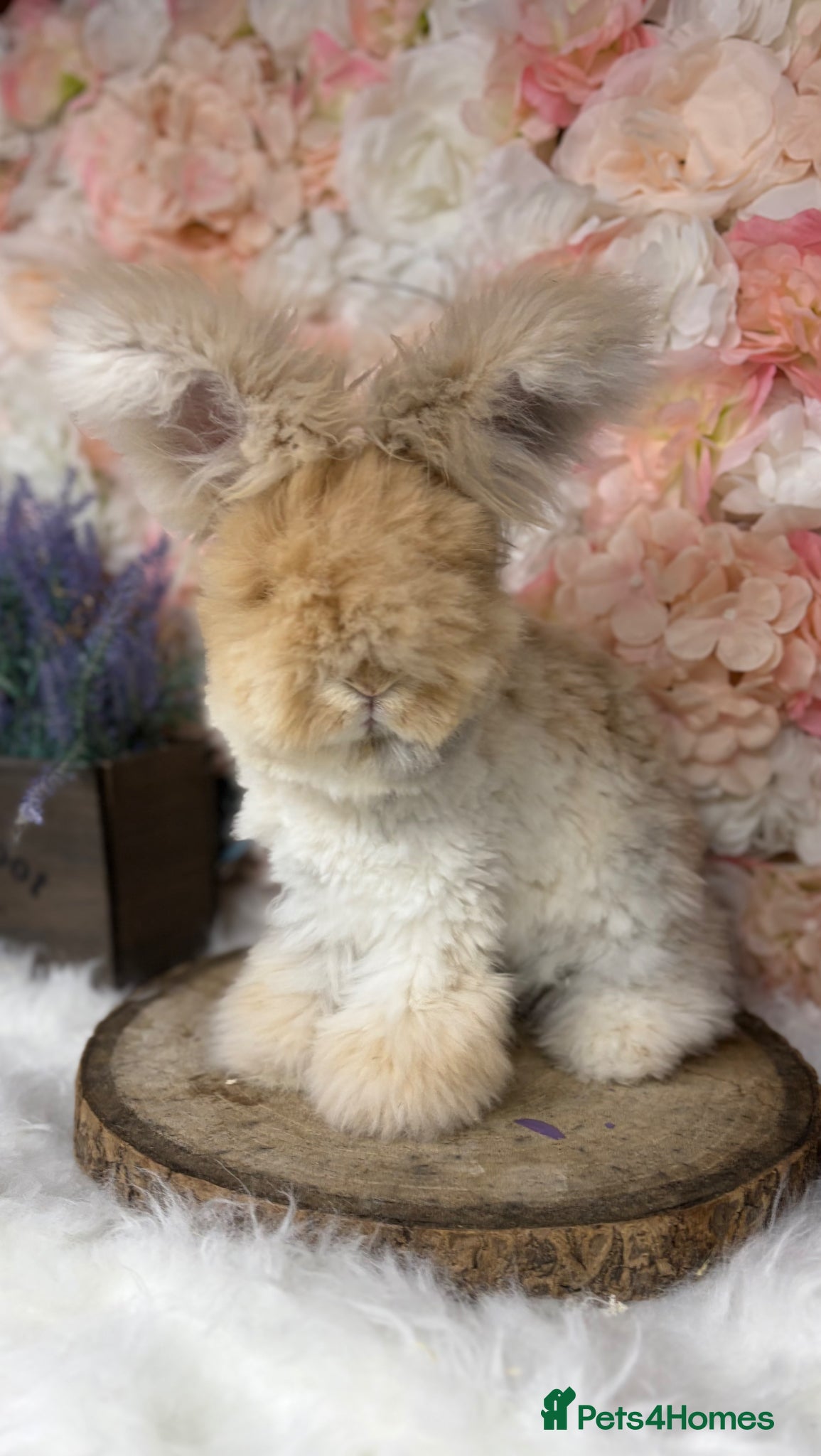 Angora rabbits for sale: 🌟 PUREBRED ENGLISH ANGORAS 🌟 - Advert 13
