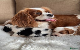 Cavalier King Charles Spaniel dogs for sale: Exstensively Health Tested Cavalier King Charle - Image 8