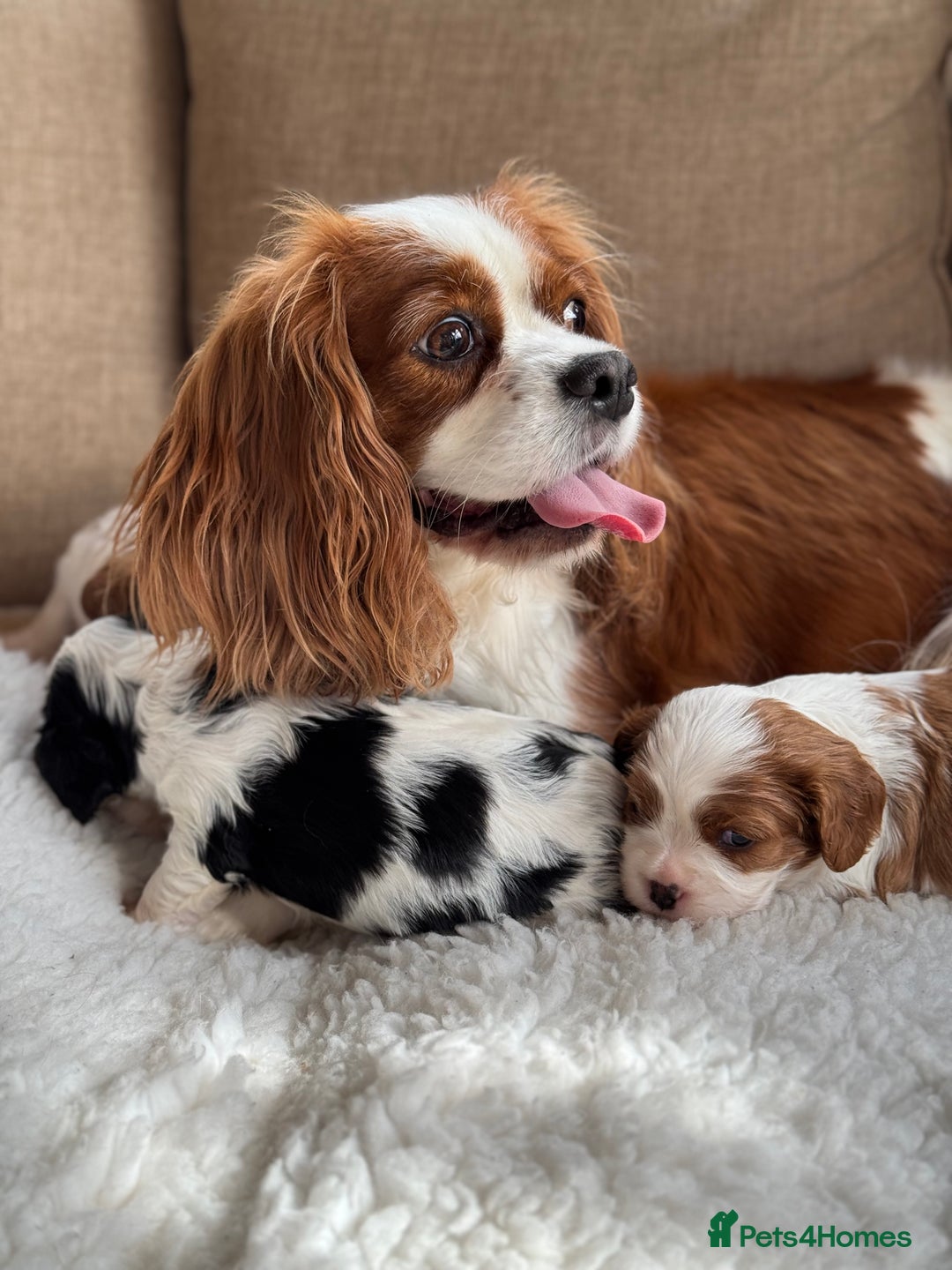 Cavalier King Charles Spaniel dogs for sale: Exstensively Health Tested Cavalier King Charle - Image 8