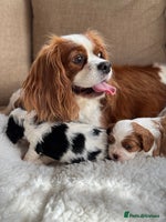 Cavalier King Charles Spaniel dogs - Advert 6