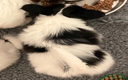 Papillon dogs for sale: Beautiful KC registered papillon puppies for sale - Image 25