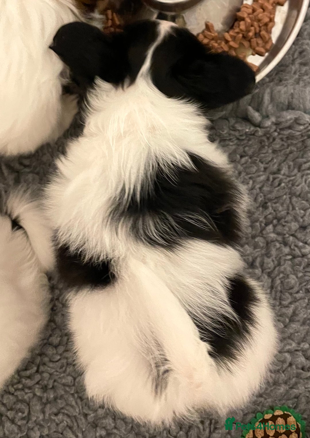 Papillon dogs for sale: Beautiful KC registered papillon puppies for sale - Image 25