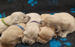 Golden Retriever dogs for sale: Outstanding KC registered Golden Retriever Puppies - Image 10