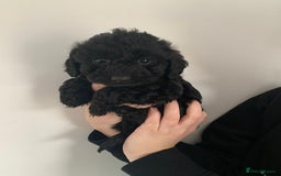 Cockapoo dogs for sale: Stunning black Cockapoo puppies for sale - Image 7