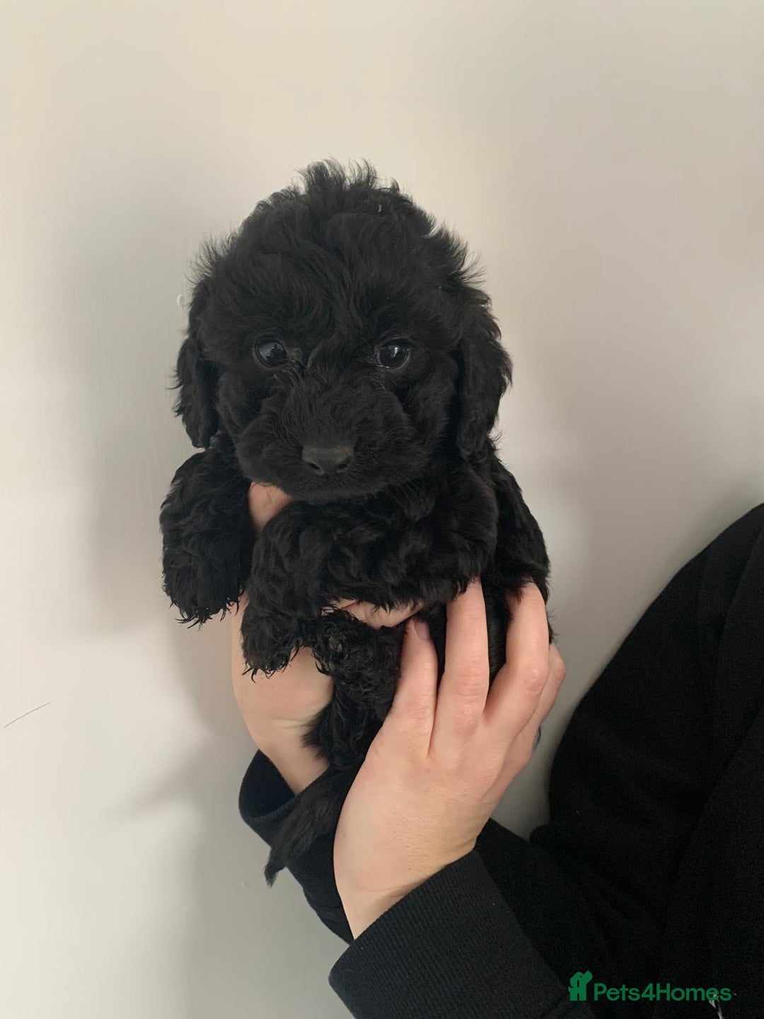 Cockapoo dogs for sale: Stunning black Cockapoo puppies for sale - Image 7