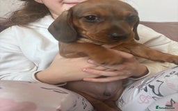 Miniature Dachshund dogs for sale: Kc reg miniature dachshund  - Image 24