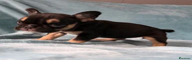 Black and tan female