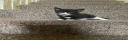 Mixed Breed cats for sale: The kittens are ready for new home  in London - Advert 12