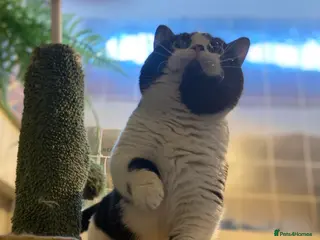 Munchkin cats Call center cat, TICA active registered munchkin - Advert 1