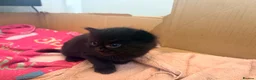 British Longhair cats for sale:  2 BEAUTIFUL FLUFFY BLACK KITTENS FOR SALE  in Norwich - Advert 10
