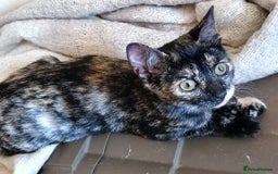 Bengal cats for sale: Bengal X Kittens High % Wild Asian Leopard Cat.  - Image 19