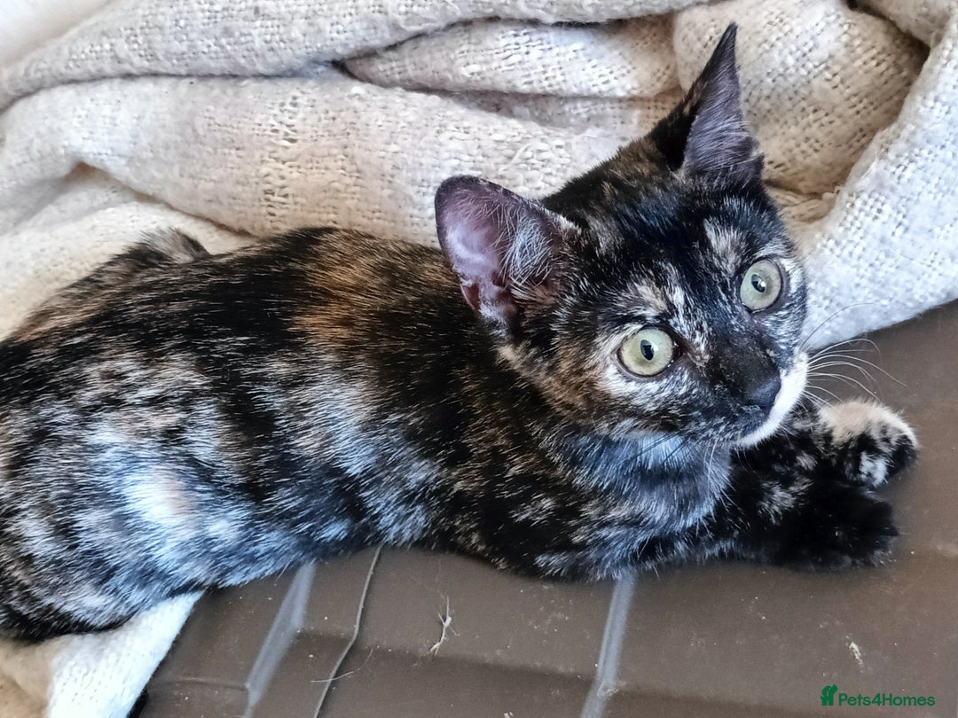 Bengal cats for sale: Bengal X Kittens High % Wild Asian Leopard Cat.  - Image 19