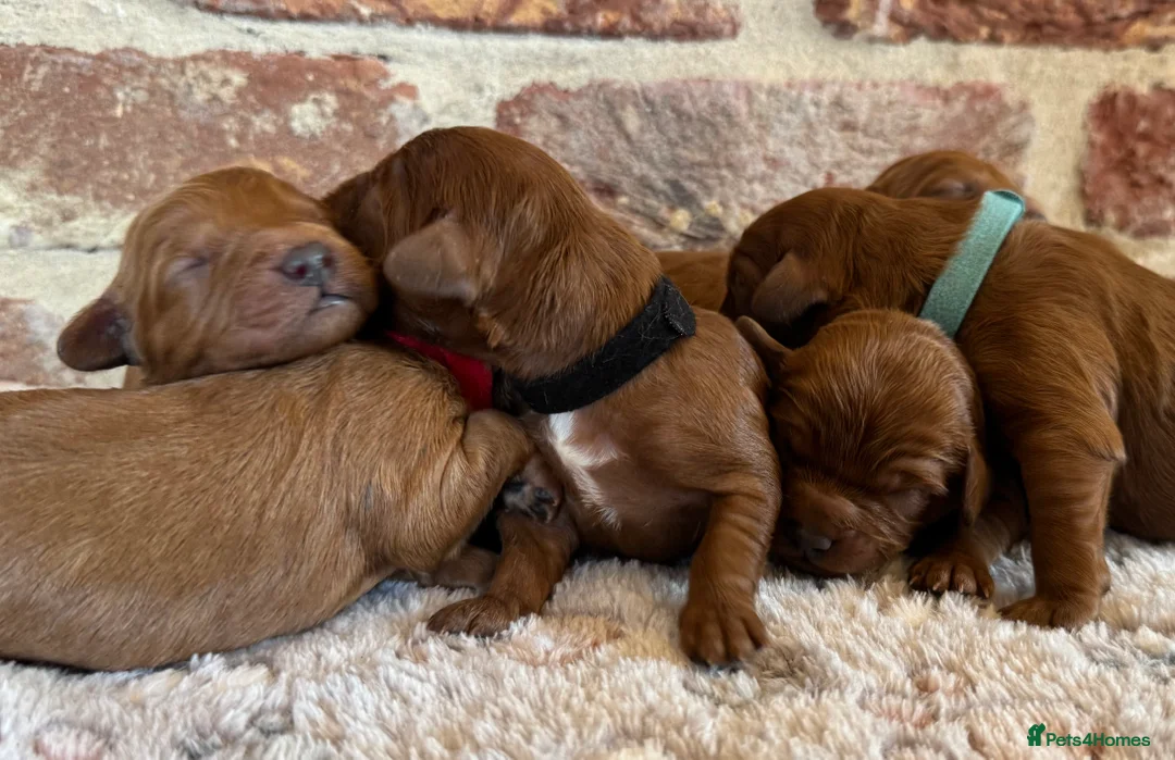 Cavapoo dogs for sale: F1 cavapoos  - Advert 26