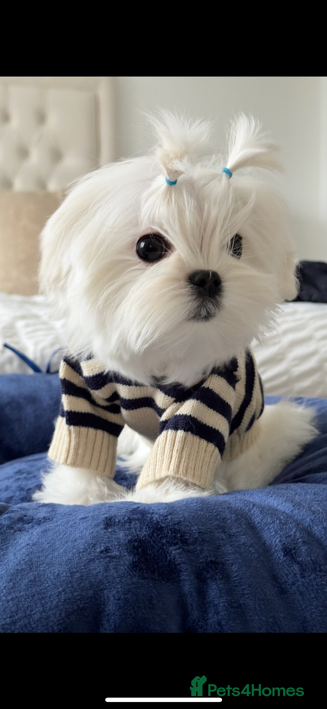 Maltese dogs Outstanding Quality Tiny  Maltese  - Advert 3