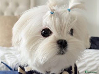 Maltese dogs Outstanding Quality Tiny Maltese - Advert 2