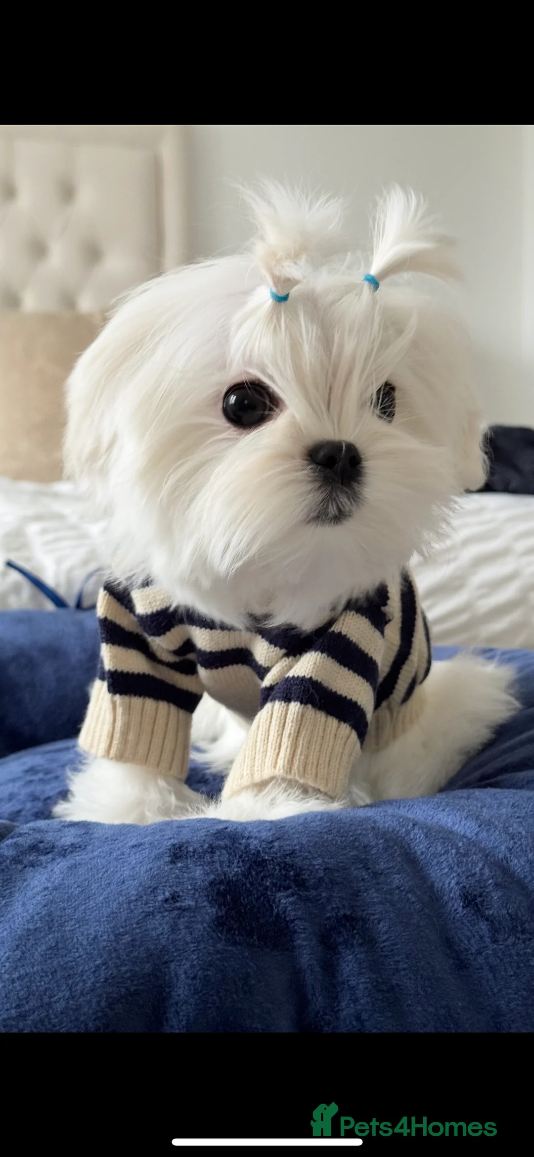 Maltese dogs for sale: 💎Last Boy Full Korean Maltese  Available💎 - Advert 16