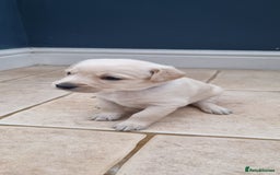 Mixed Breed dogs for sale: Double Doodle puppies  - Image 15