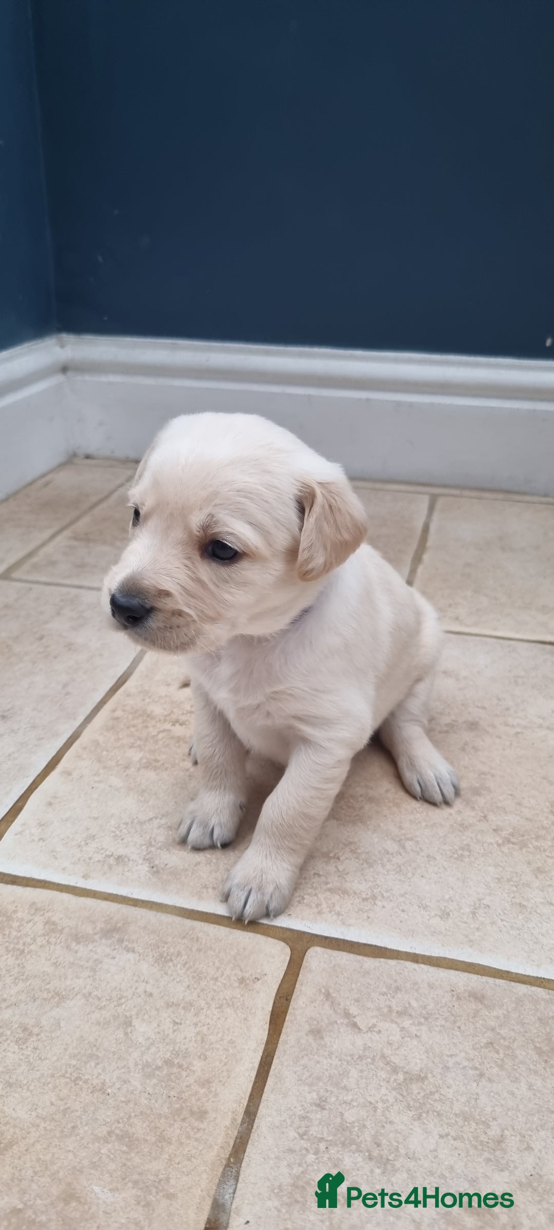 Mixed Breed dogs for sale: Double Doodle puppies  - Image 15