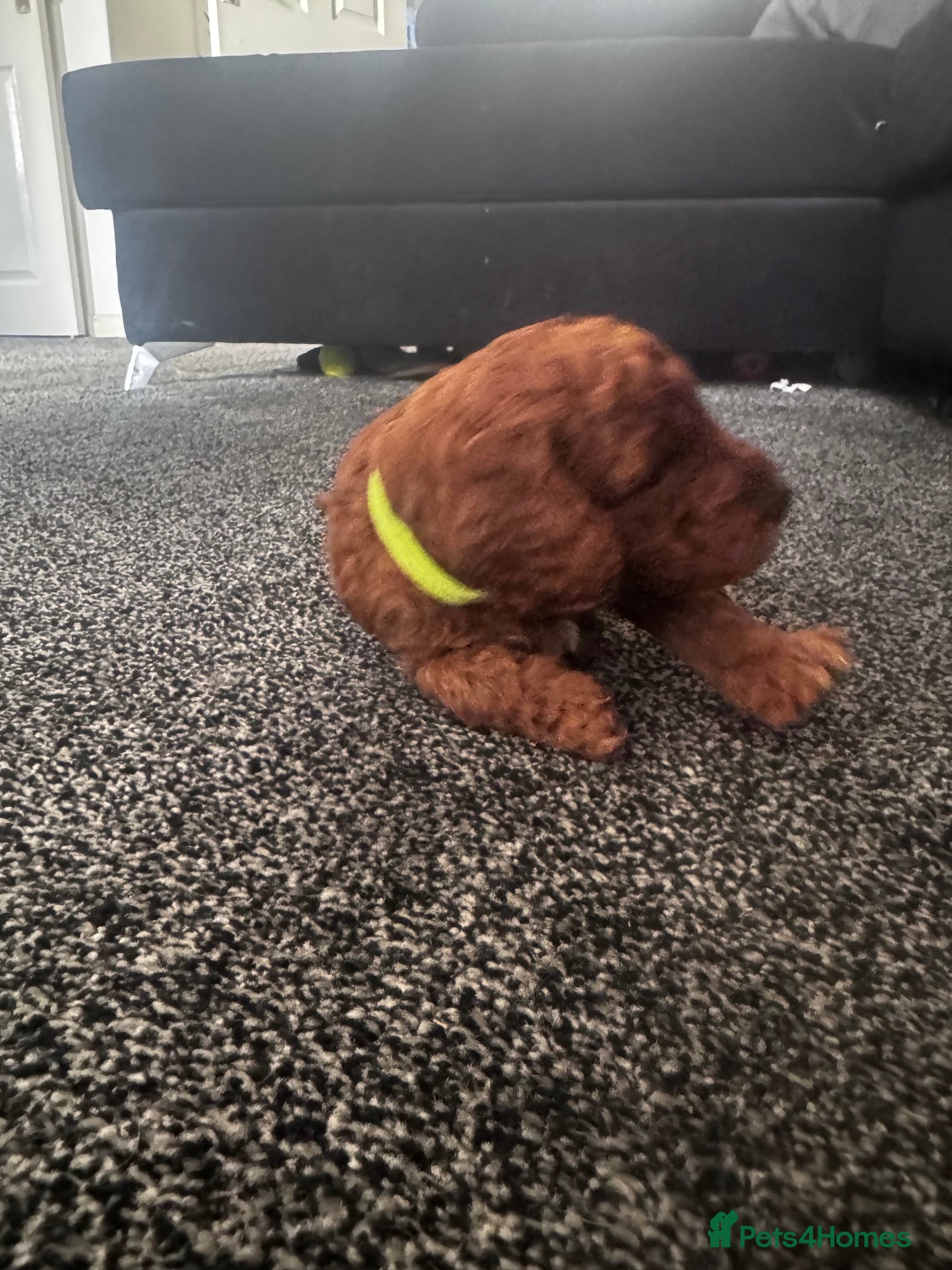 Cockapoo dogs Beautiful Red Medium Cockapoo Puppies - Advert 2