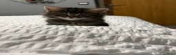 Mixed Breed cats for sale: BEAUTIFUL HOME REARED TABBY KITTENS ready 19/08/26 - Advert 25