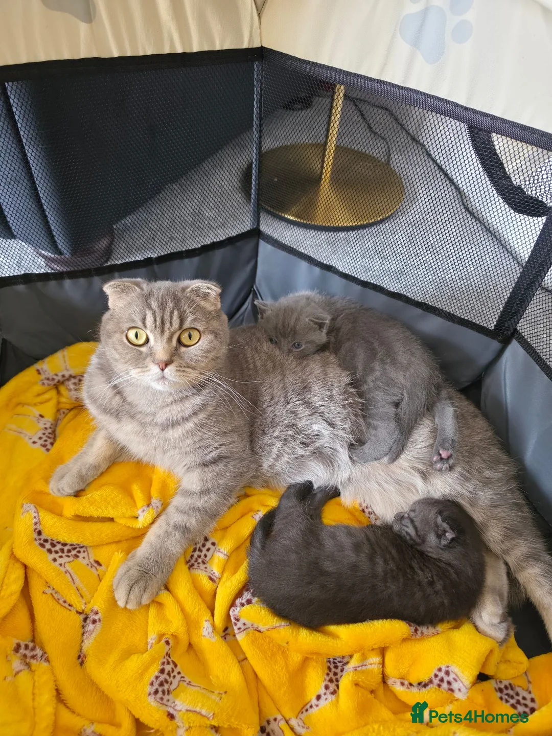 Scottish Fold cats for sale: Scottish Fold Kitten in Tadworth - Advert 1
