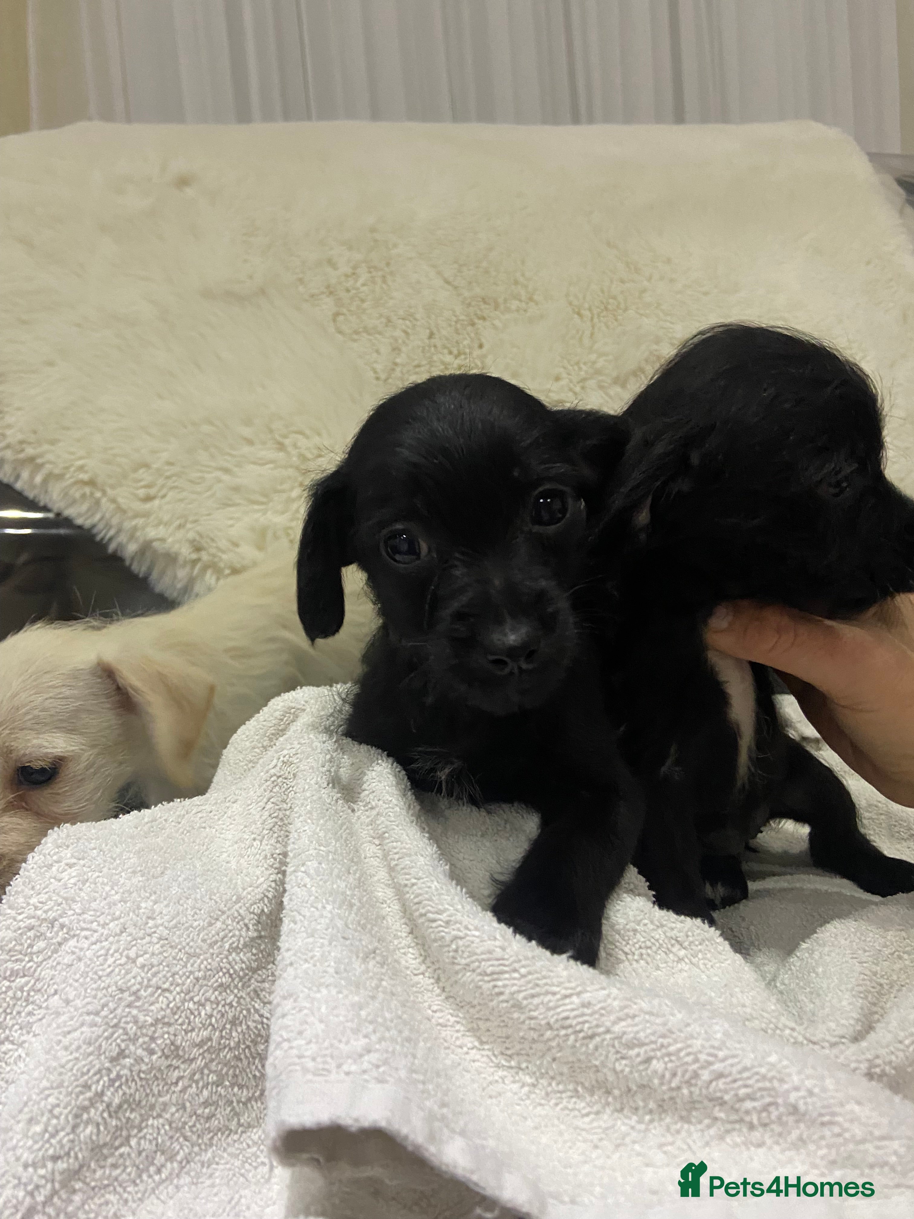 Jackapoo dogs Jackapoo pups for sale - Advert 1