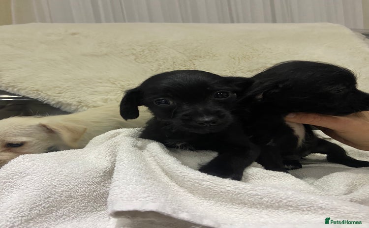 Jackapoo dogs Jackapoo pups for sale - Advert 2