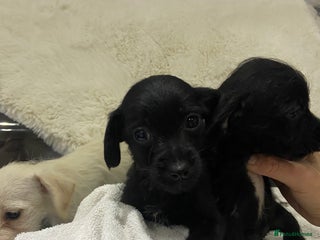 Jackapoo dogs Jackapoo pups for sale - Advert 6