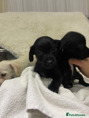 Jackapoo dogs Jackapoo pups for sale - Advert 2