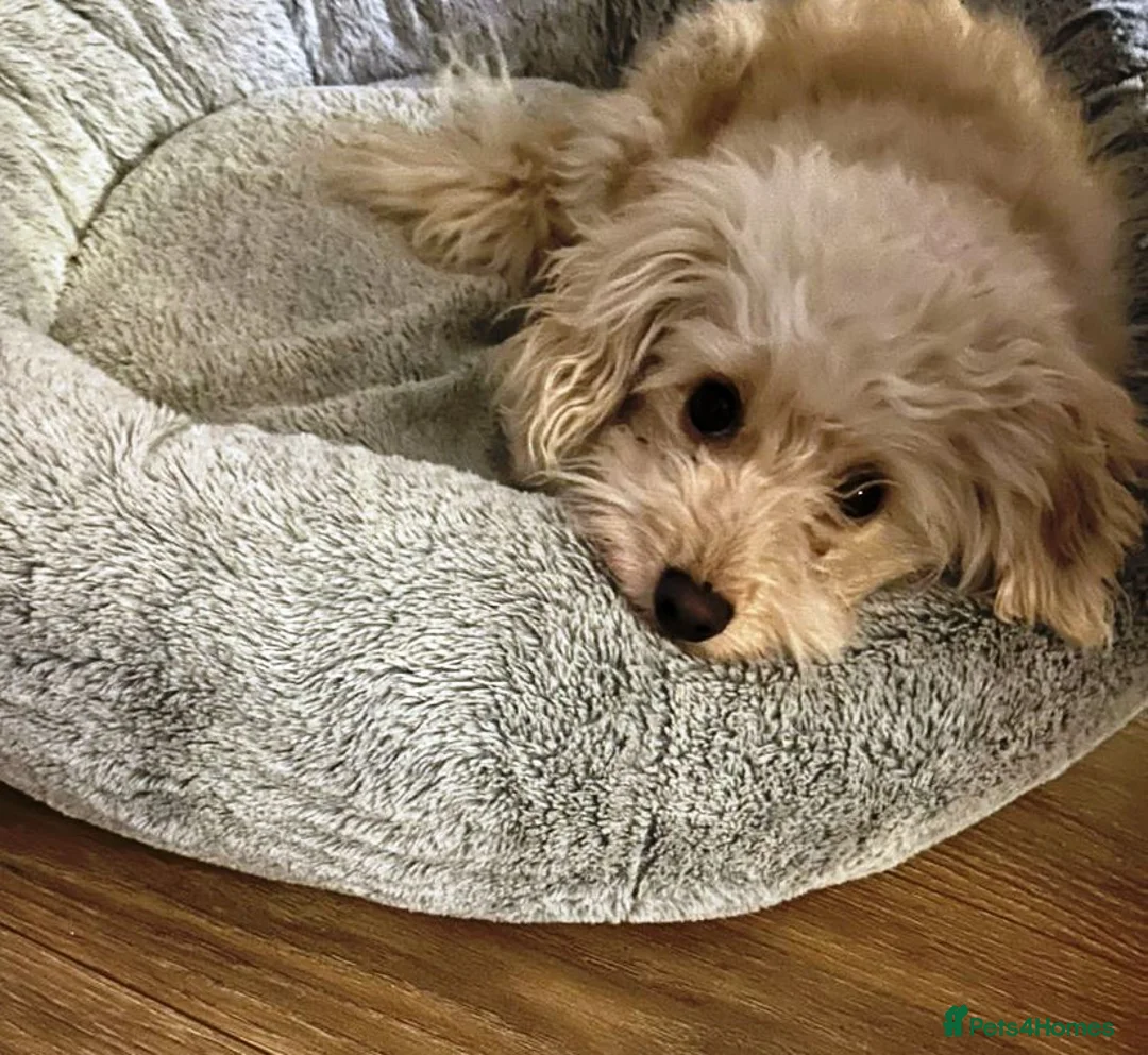 Bichon Frise dogs for adoption: WALLACE 🌟 a Sensitive boy for a Safe, Loving Home in Nottingham - Advert 1