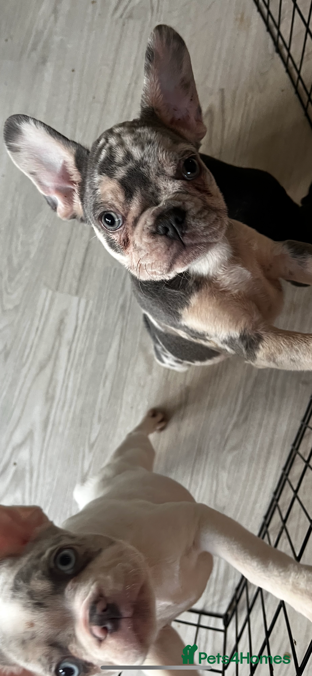 French Bulldog dogs for sale: 3 French bulldog puppies - Advert 8