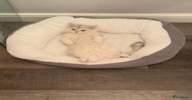British Longhair cats - Advert 1