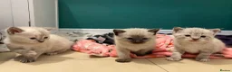 Mixed Breed cats for sale: 7 week old kittens!  in Royston - Advert 6
