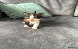 Domestic Shorthair cats for sale: Beautiful kittens  - Image 5