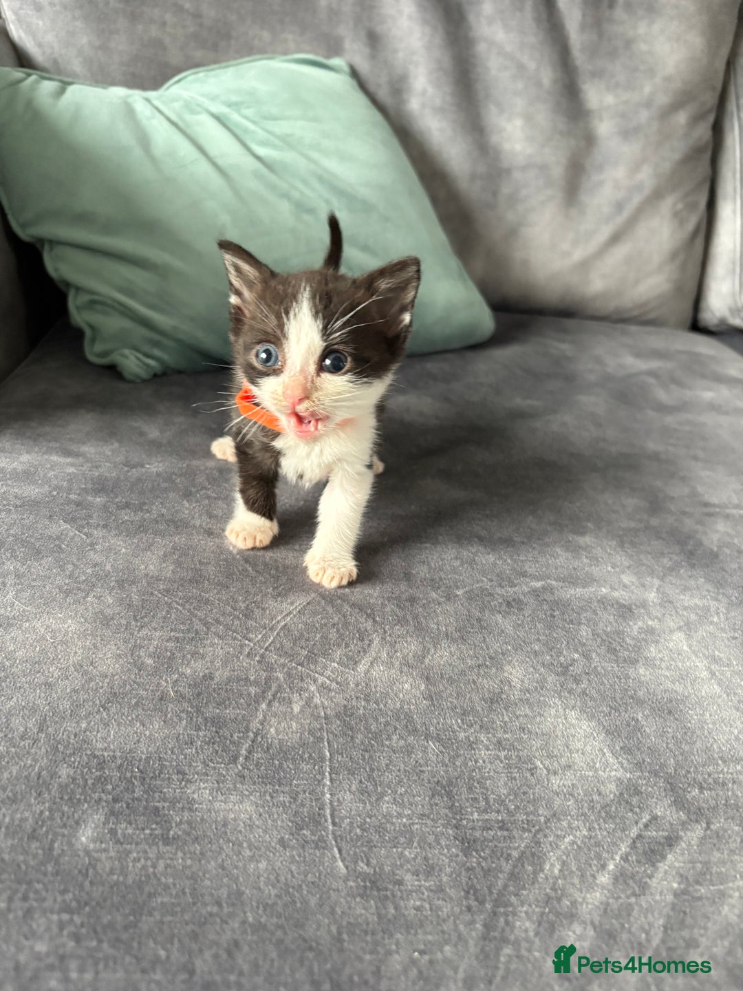 Domestic Shorthair cats for sale: Beautiful kittens  - Image 5